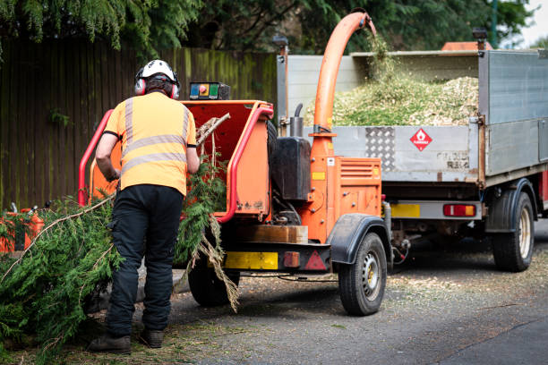 Tree Removal